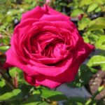 Rozen Koradigel