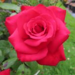 Rozen Korcoluma