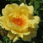 Rozen Korgosuma