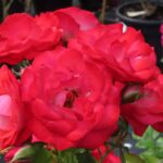 Rozen Korplunbo