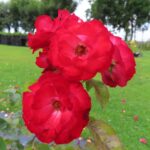 Rozen Korsetag