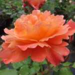 Rozen Korwest