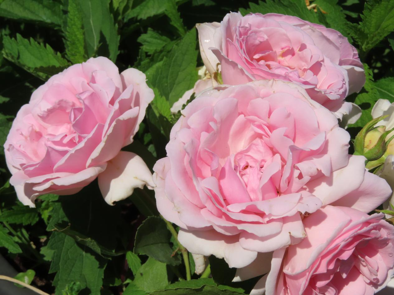Roos-Kotellisie-1 Rozen Kotiliesi - Afbeelding 1