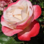 Rozen La Garconne