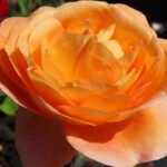 Rozen Lady Emma Hamilton