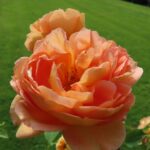 Rozen Lady of Shalot