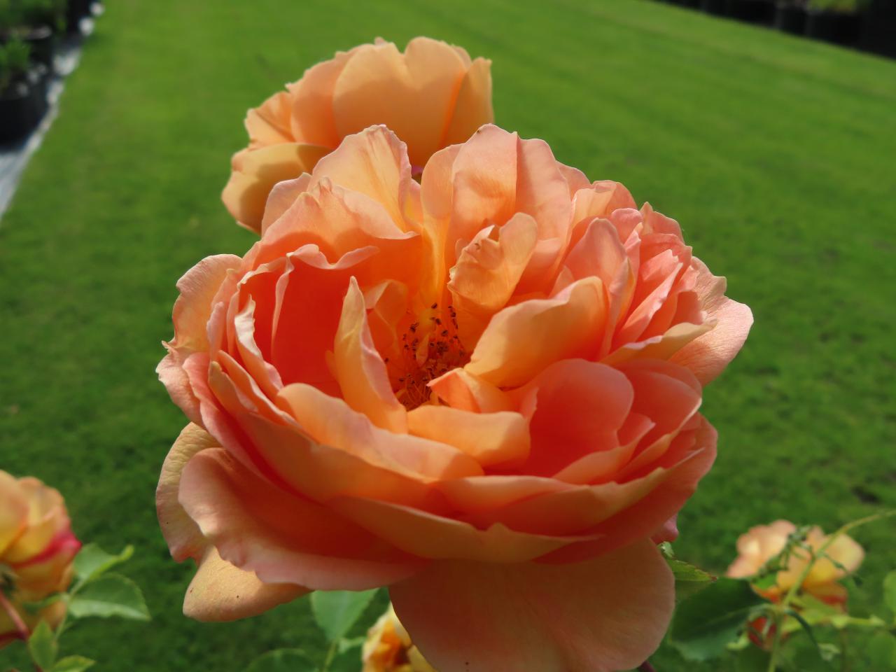 Roos-Lady-of-Shalott-1 Rozen Lady of Shalot - Afbeelding 1