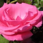 Rozen Lavinia