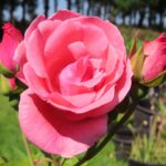Rozen Lawinia