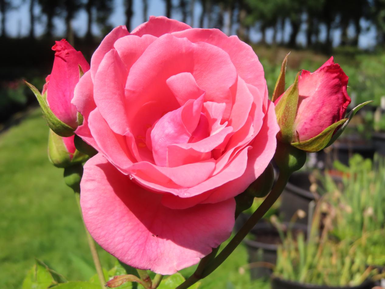 Roos-Lawinia-2 Rozen Lawinia - Afbeelding 1