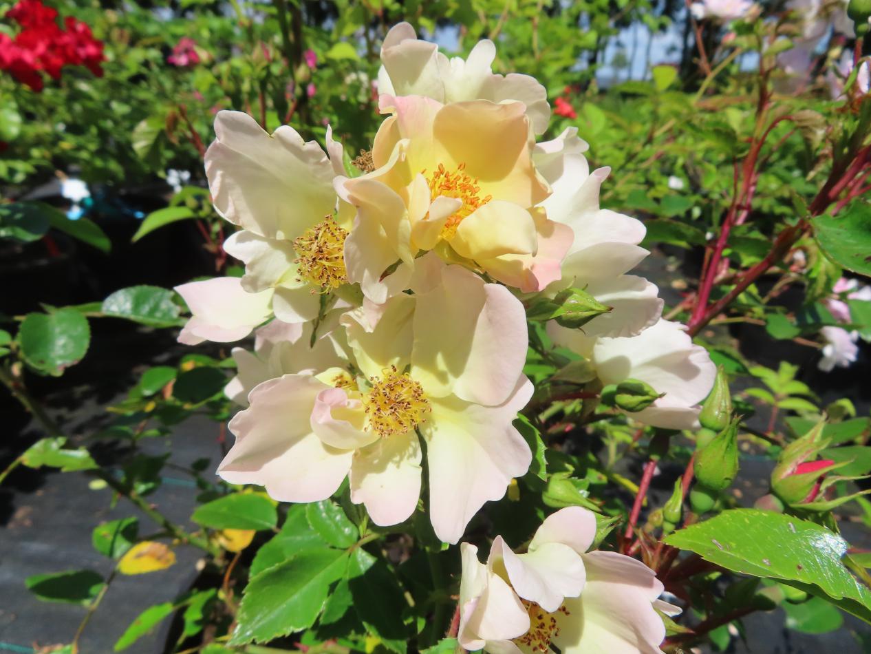 Roos-Lemon-Meidiland-1 Rozen Lemon Meidiland - Afbeelding 1