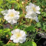 Rozen Lenalbi