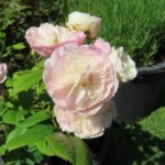 Rozen Lenbofa