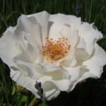 Rozen Lenmar
