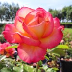 Rozen Leo Ferre