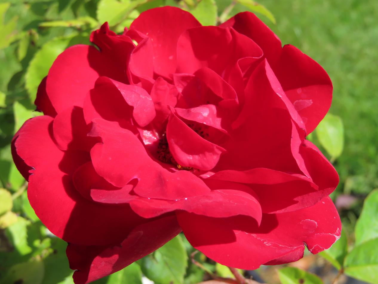 Roos-Lili-Korlima-1 Rozen Korlima - Afbeelding 1