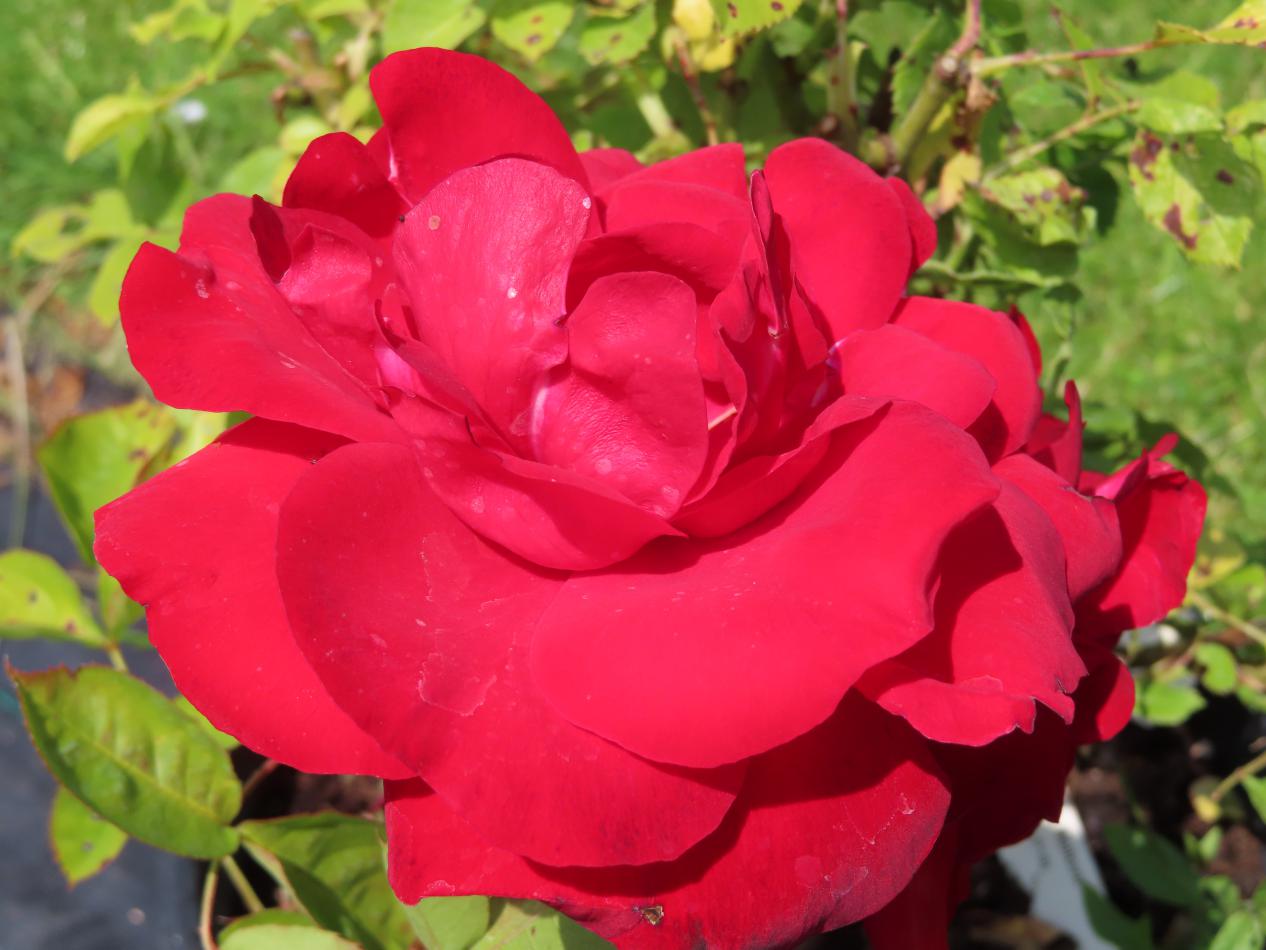 Roos-Lili-Marlene-1 Rozen Lili Marlene - Afbeelding 1