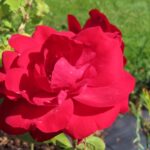 Rozen Limar