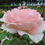 Rozen Linked Hearts