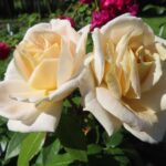 Rozen Lions Rose