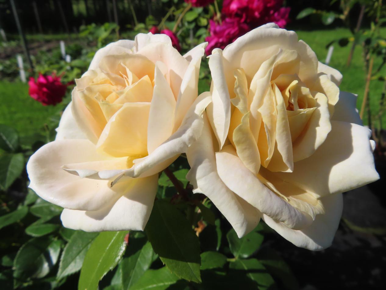 Roos-Lions-rose-1 Rozen Lions Rose - Afbeelding 1