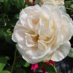 Rozen Lions Fairy Tale