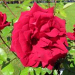 Rozen Love You Mum