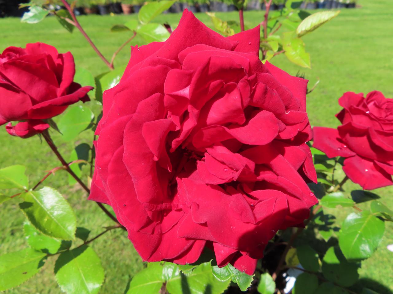 Roos-Love-You-Mum-1 Rozen Love You Mum - Afbeelding 1