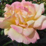 Rozen Madame Antoine Meilland