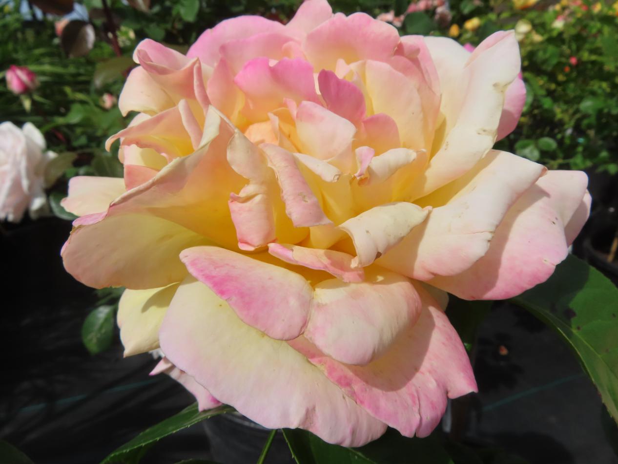Roos-Madame-Antoine-Meilland-1 Rozen Madame Antoine Meilland - Afbeelding 1
