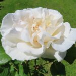 Rozen Margaret Merril