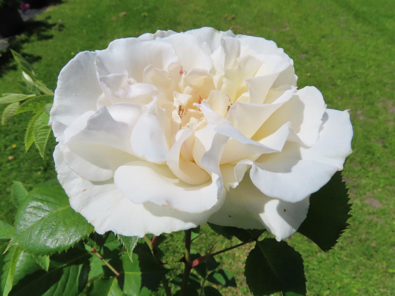 Roos-Margaret-Merril-1 Rozen Margaret Merril - Afbeelding 1