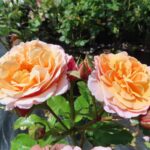 Rozen Marie Curie