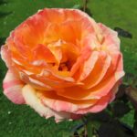 Rozen Marvelle