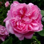 Rozen Maria Rose