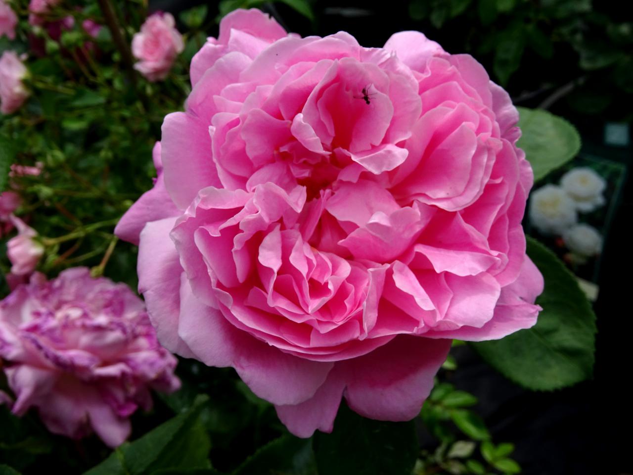Roos-Mary-Roos-1 Rozen Maria Rose - Afbeelding 1