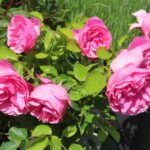 Rozen Meideauri