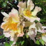 Rozen Meifancy