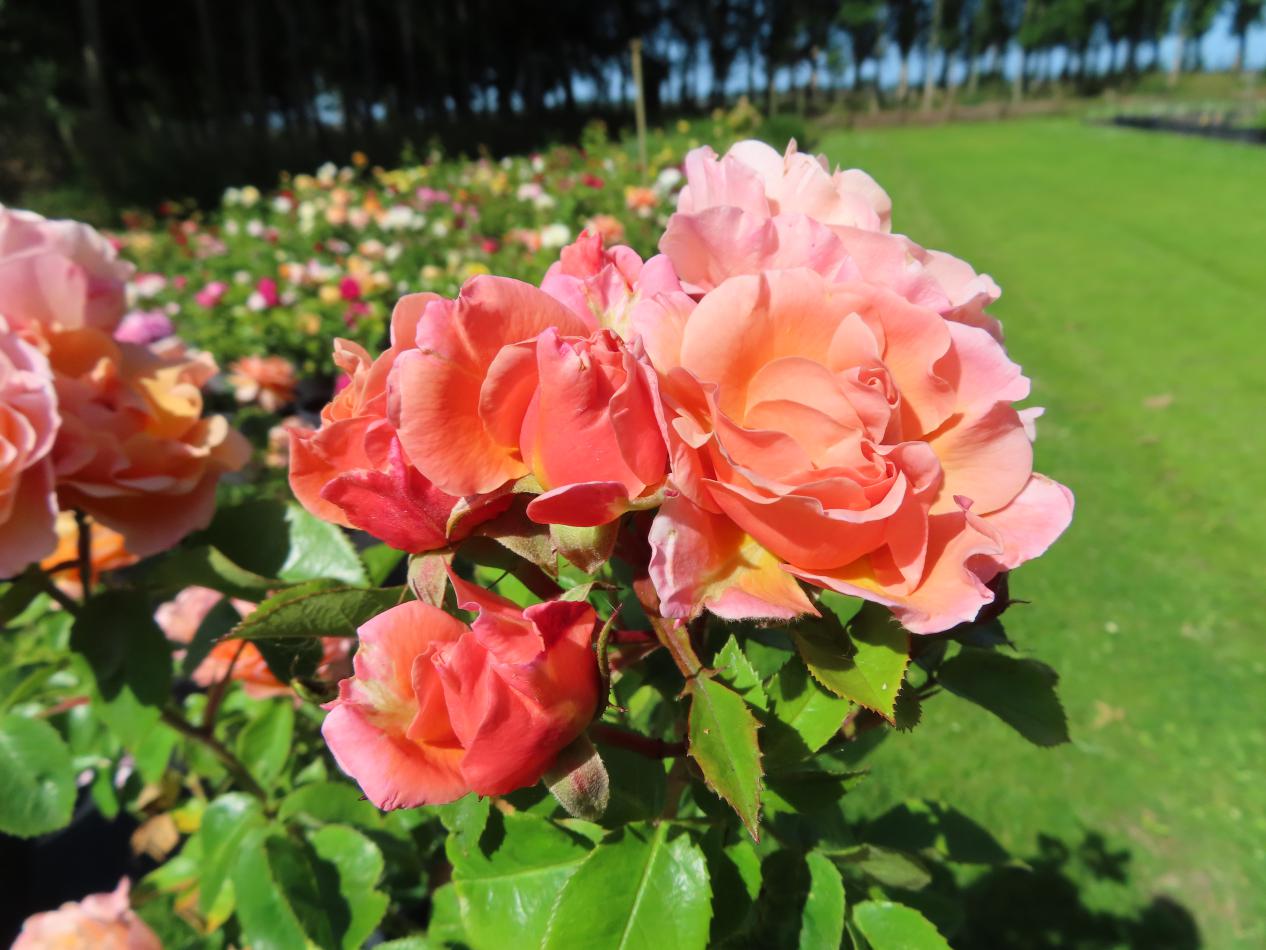 Roos-Meilomit-1 Rozen Meilomit - Afbeelding 1