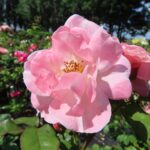 Rozen Meimont