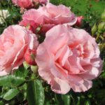 Rozen Meisylpho