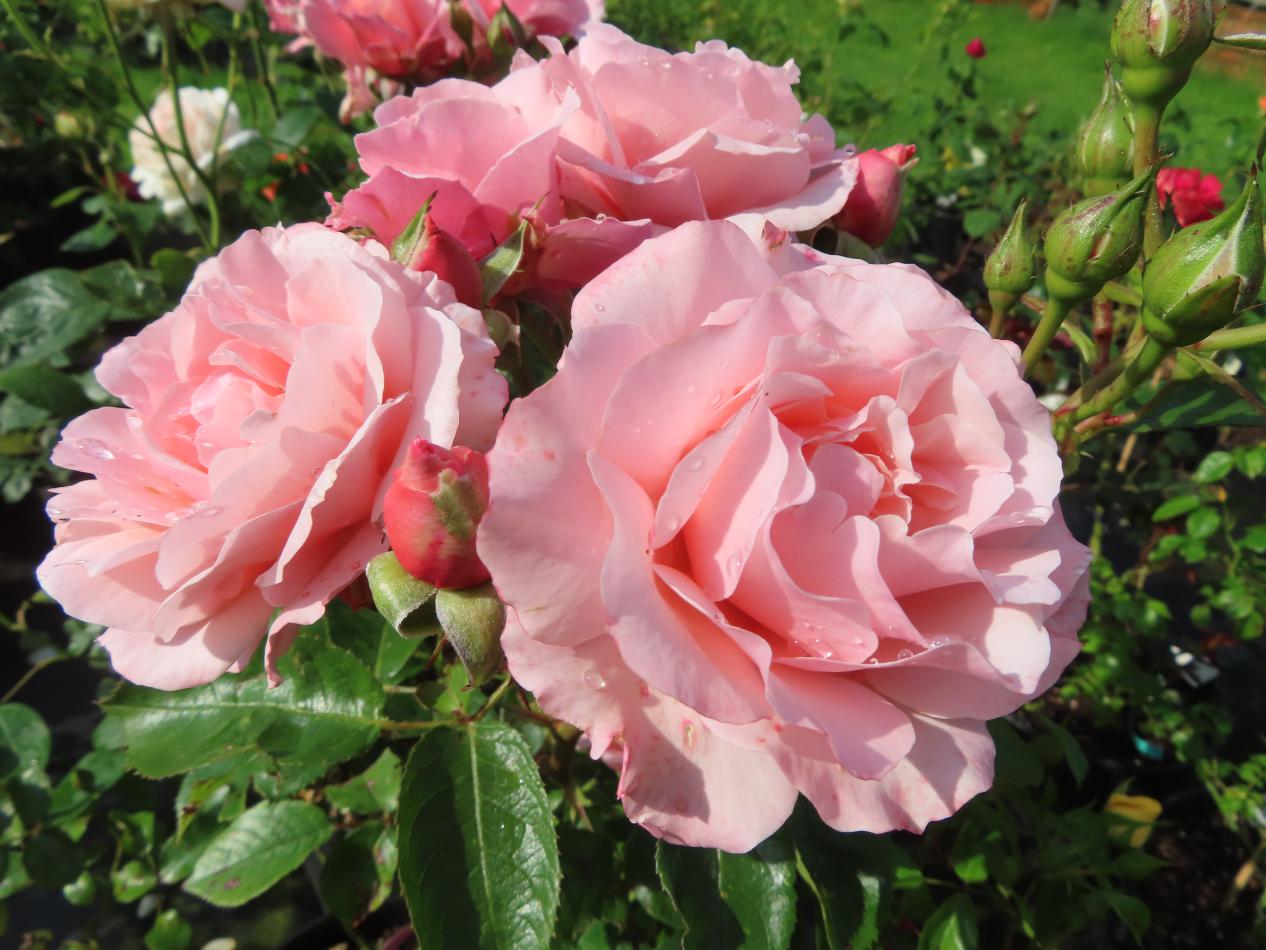 Roos-Meisylpho-1 Rozen Meisylpho - Afbeelding 1