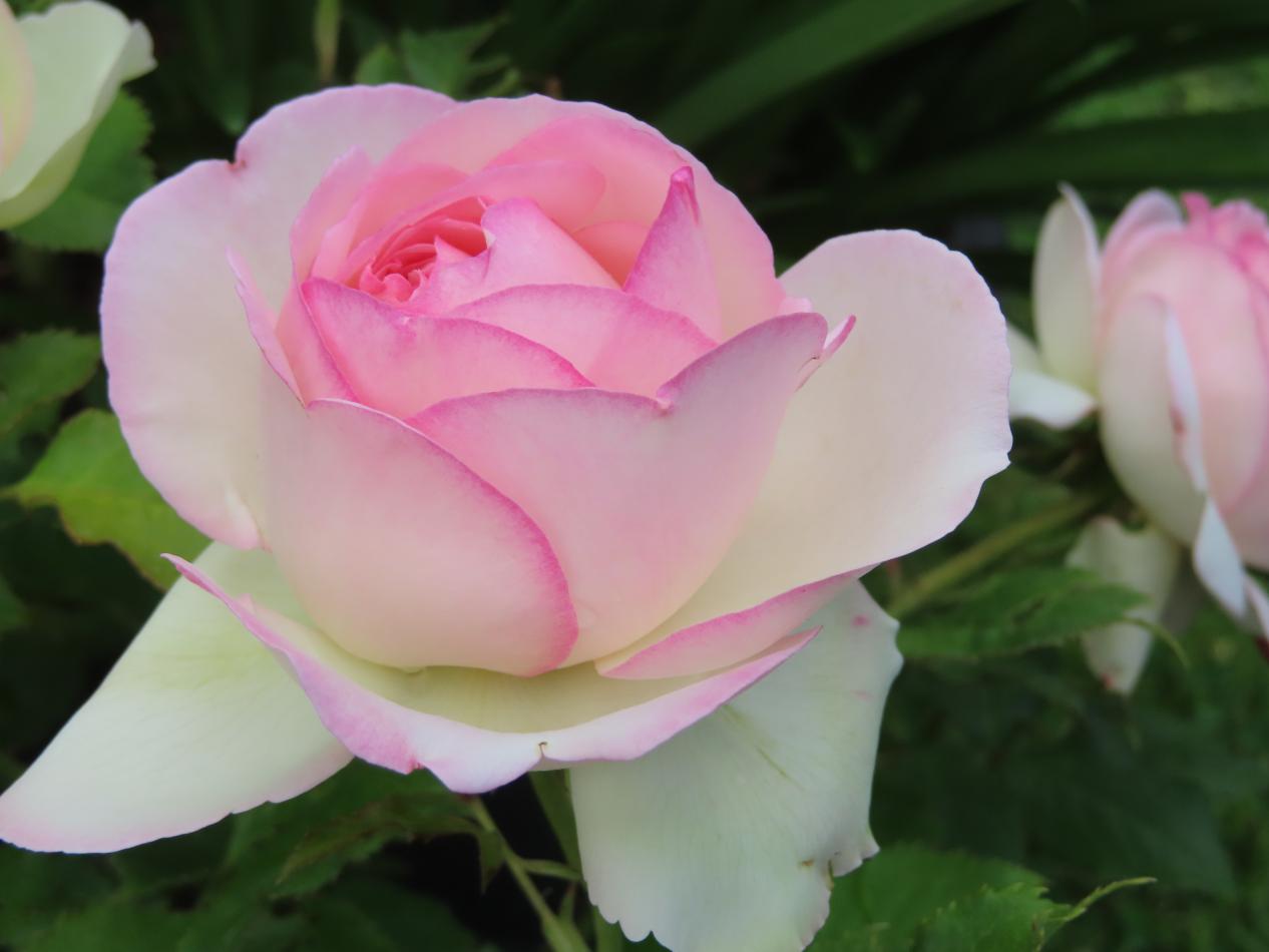 Roos-Meiviolin-1 Rozen Meiviolin - Afbeelding 1