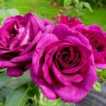 Rozen Minerva