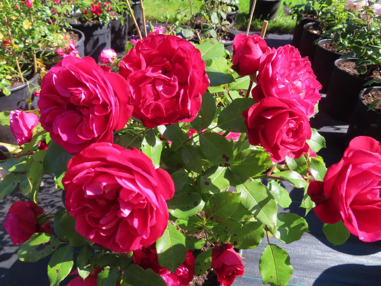 Roos-Mona-Lisa-1 Rozen Mona Lisa - Afbeelding 1