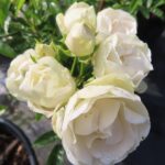 Rozen Morsdag Wit