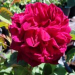 Rozen Munstead Wood
