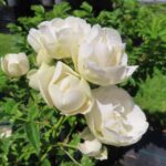 Rozen Muttertag Weiss