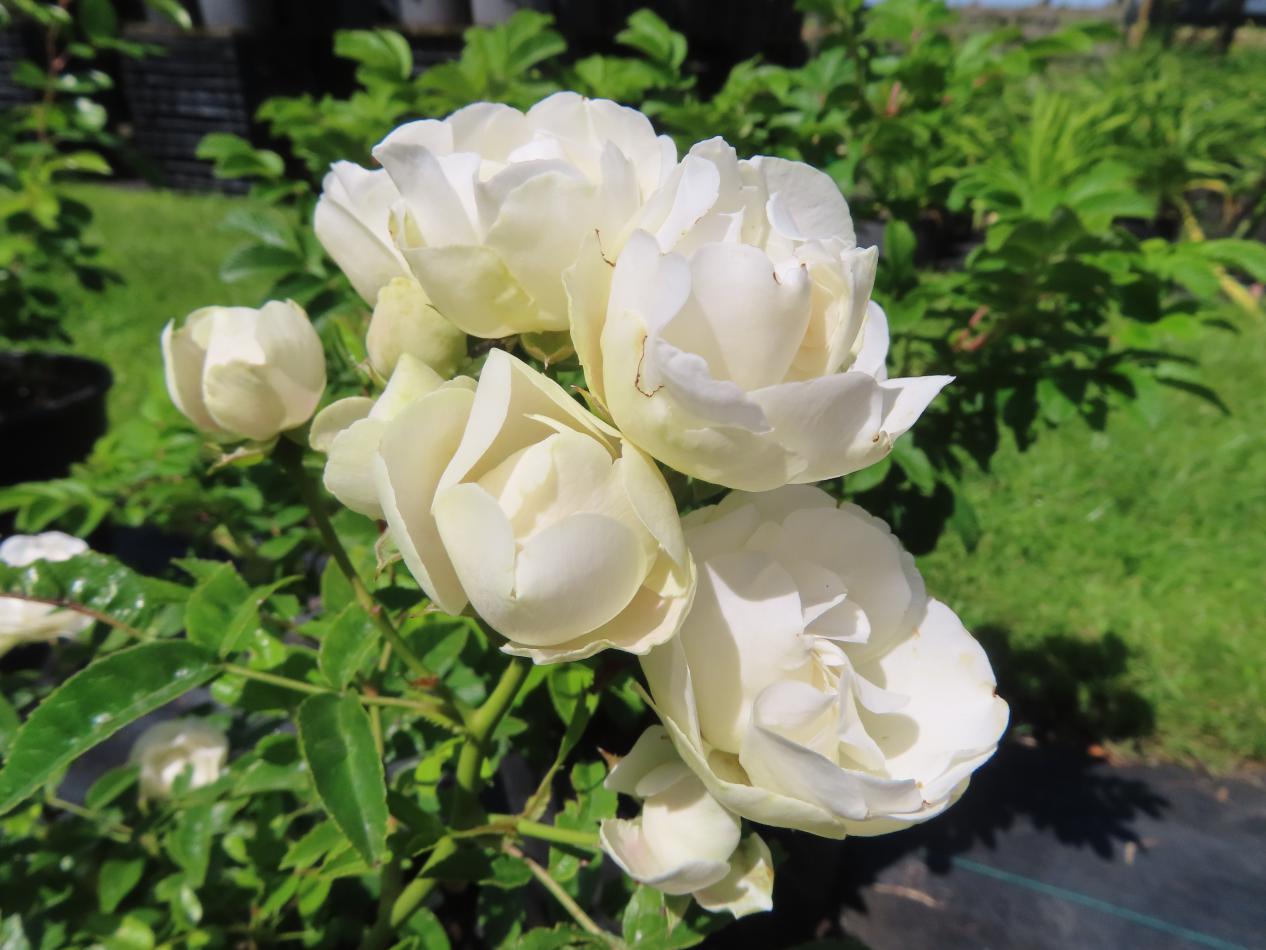 Roos-Muttertag-Weiss-1 Rozen Muttertag Weiss - Afbeelding 1