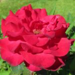 Rozen My Valentine